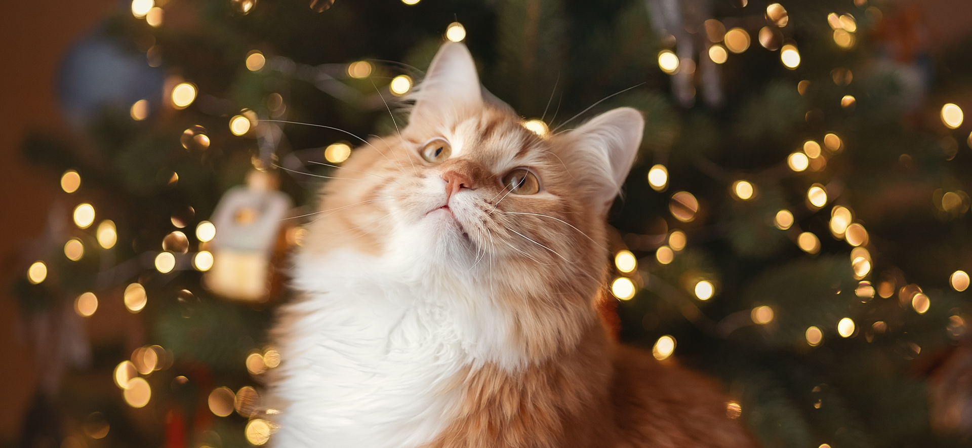 cómo cuidar a un gato en Navidad